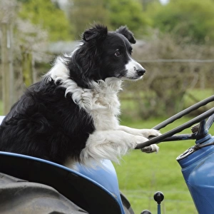 DOG. Border collie sitting on tractor