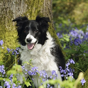 DOG. Border collie sitting in front of tree