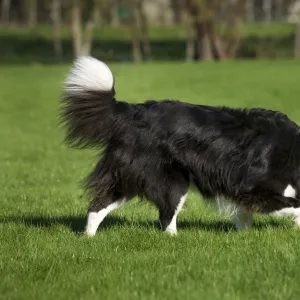 Dog - Border Collie sniffing in garden