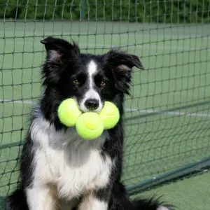 Dog - Border collie with tennis balls on court