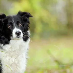 DOG. Border collie in front of tree