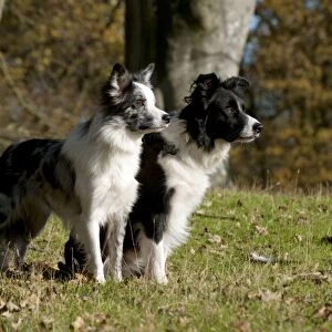 DOG - Border collies standing together