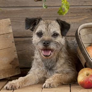 DOG - Border terrier laying next to basket of apples