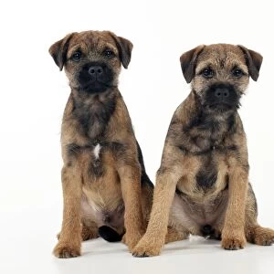DOG - Border terrier puppies sitting together (13 weeks old)