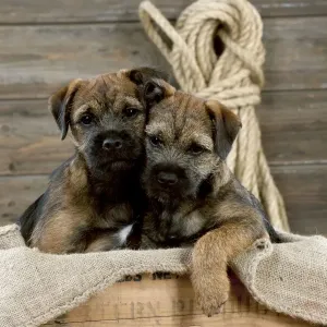 DOG - Border terrier puppies sitting in a box (13 weeks old) DOG - Border terrier puppies sitting in a box (13 weeks old)