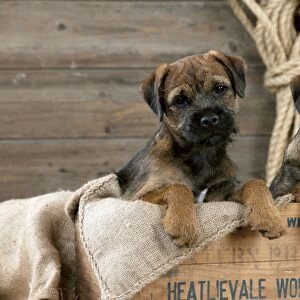 DOG - Border terrier puppies sitting in a box (13 weeks old)