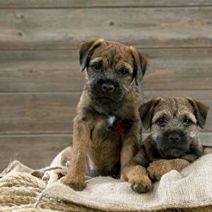 DOG - Border terrier puppies sitting on a pile of ropes (13 weeks old)