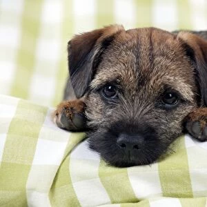 DOG - Border terrier puppy sitting on a blanket