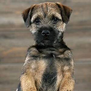 DOG - Border terrier puppy sitting in a box (13 weeks old)