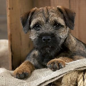 DOG - Border terrier puppy sitting in a box (13 weeks old)
