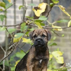 DOG - Border terrier puppy standing on a wood pile (13 weeks old)
