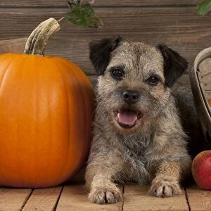 DOG - Border terrier sitting between a pumpkin and a basket of apples
