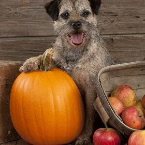 DOG - Border terrier sitting with pumpkin and a basket of apples