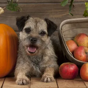 DOG - Border terrier sitting between a pumpkin and a basket of apples