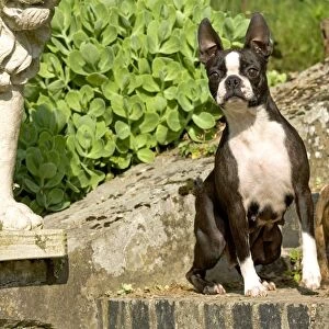 Dog - Boston Terrier adult and puppy