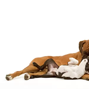 Dog - Boston Terrier and Boxer playing in studio