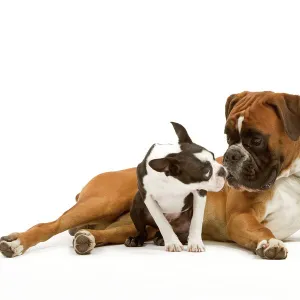 Dog - Boston Terrier and Boxer sniffing each other in studio