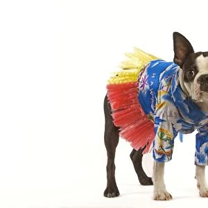 Dog - Boston Terrier in studio wearing Hawaii shirt and skirt