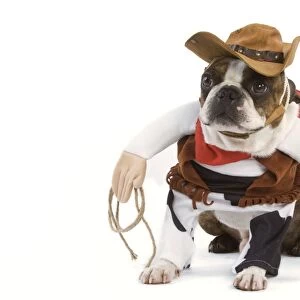 Dog - Boston Terrier wearing cowboy outfit