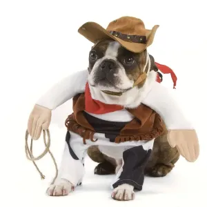 Dog - Boston Terrier wearing cowboy outfit Dog - Boston Terrier wearing cowboy outfit