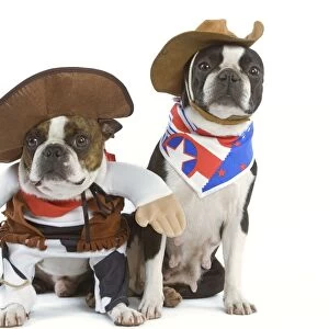 Dog - Boston Terrier wearing cowboy outfits