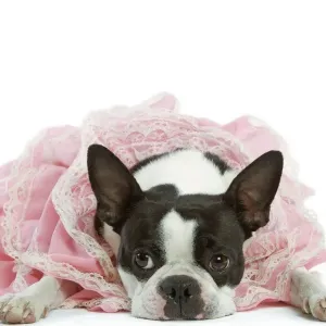 Dog - Boston Terrier wearing pink dress Dog - Boston Terrier wearing pink dress