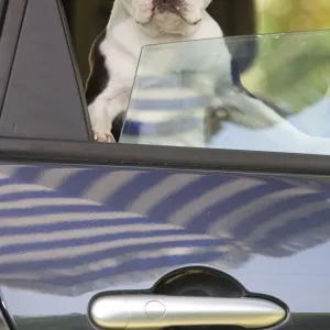 Dog - Boston Terrier wearing sunglasses looking out of car window