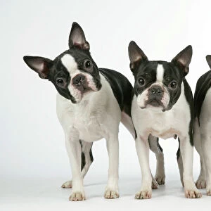 Dog - Boston Terriers. 3 Standing together