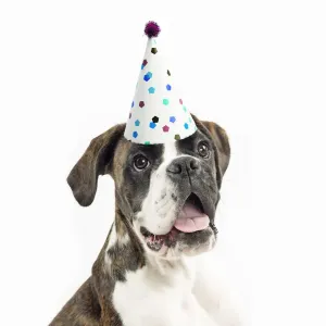 Dog ~ Boxer wearing a party hat Dog ~ Boxer wearing a party hat