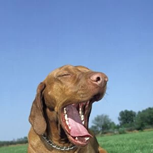 Dog - Bracco Italiano / Italian Pointer lying down in grass and yawning