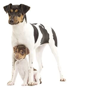 Dog - Brazilian Terrier - adult & puppy in studio