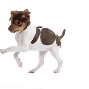 Dog - Brazilian Terrier puppy running in studio