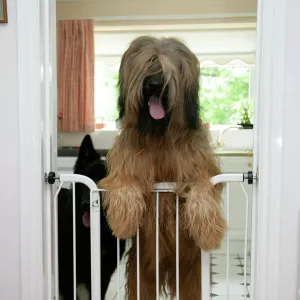 DOG - Briard dog behind baby gate, looking over