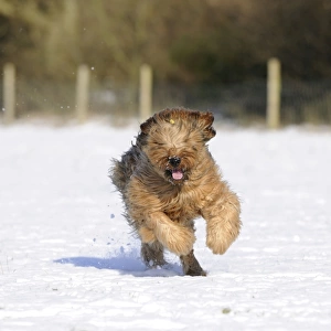 DOG. Briard running through the snow