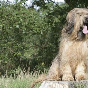 Dog - Briard sitting on tree stump with tongue sticking out