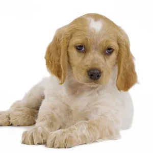 Dog - Brittany / Epagneul Breton puppy in studio Dog - Brittany / Epagneul Breton puppy in studio
