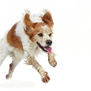 dog - Brittany Spaniel running towards camera in studio