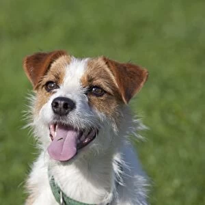 Dog - Brown and White Terrier - with mouth open - Waterloo Kennels - Stoke Orchard - Cheltenham - UK