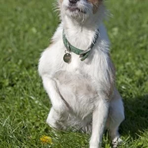 Dog - Brown and White Terrier - sitting in field holding up paw - Waterloo Kennels - Stoke Orchard - Cheltenham - UK