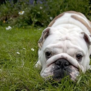 DOG - Bulldog laying in garden