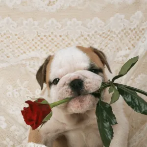 DOG - Bulldog puppy with rose in mouth