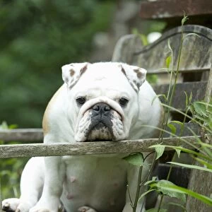 DOG - Bulldog sitting on garden bench