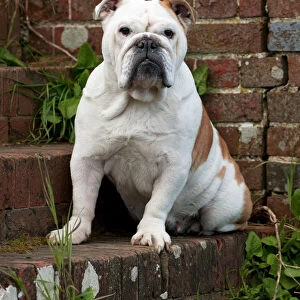 DOG - Bulldog - sitting on steps