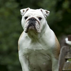 DOG - Bulldog standing on garden bench