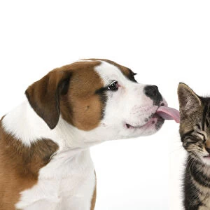DOG. Bulldog X breed, 16 weeks old puppy licking a Tabby kitten who doesn't really like it