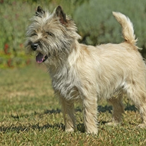 Dog - Cairn Terrier