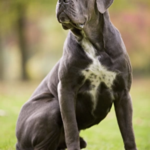 DOG - Cane Corso / Italian Mastiff