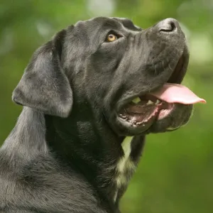 DOG - Cane Corso / Italian Mastiff