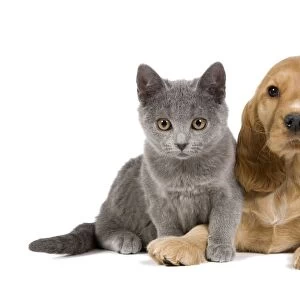 Dog & Cat - Cocker Spaniel puppy in studio with Chartreux kitten
