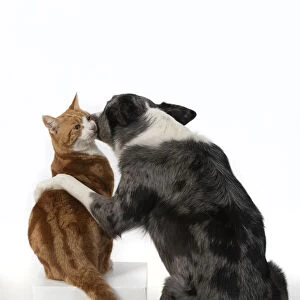 DOG & CAT, Collie x dog sitting with paw over ginger cat, "kissing "studio, cute